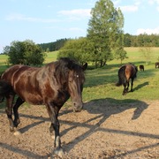 Letní škola „Dvůr Pecínov“ – Začátečníci - Sifu Lukáš Holub